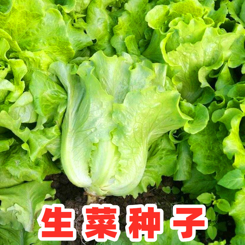 生菜种子意大利耐抽苔生菜种籽玻璃生菜小青菜夏秋四季田园蔬菜孑