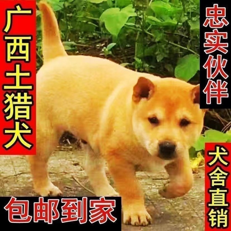 中国大黄狗黄狗白面田园犬土猎广西普通狗幼犬纯种土狗宠物活体