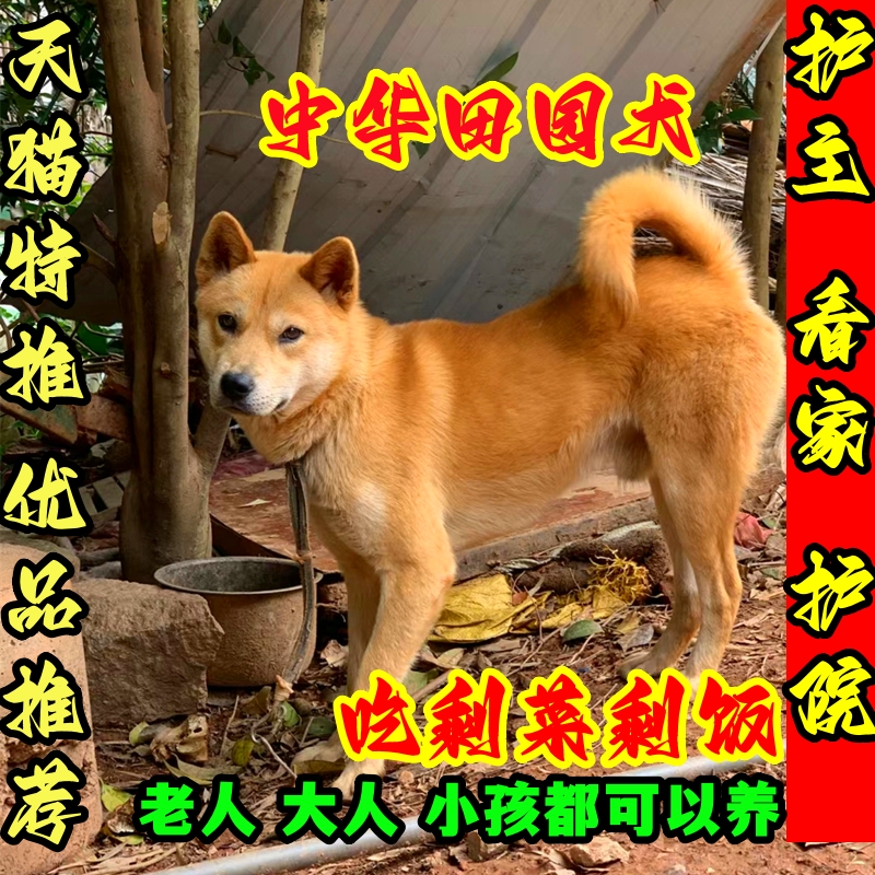 中国大黄狗黄狗白面田园犬土猎广西普通狗幼犬纯种土狗宠物活体