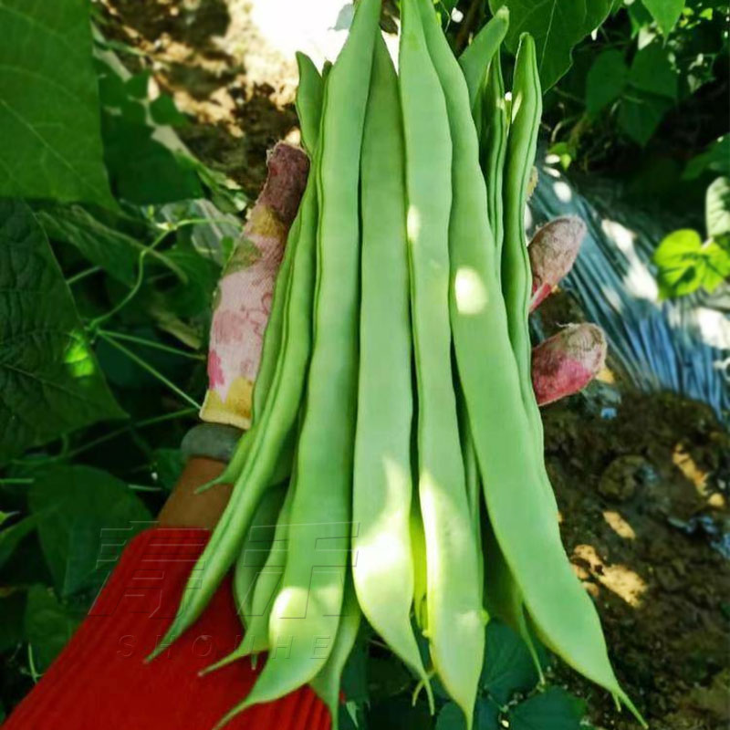 绿状元芸豆种子高产早熟豆角原种扁豆油豆蔬菜种籽孑东北油豆角