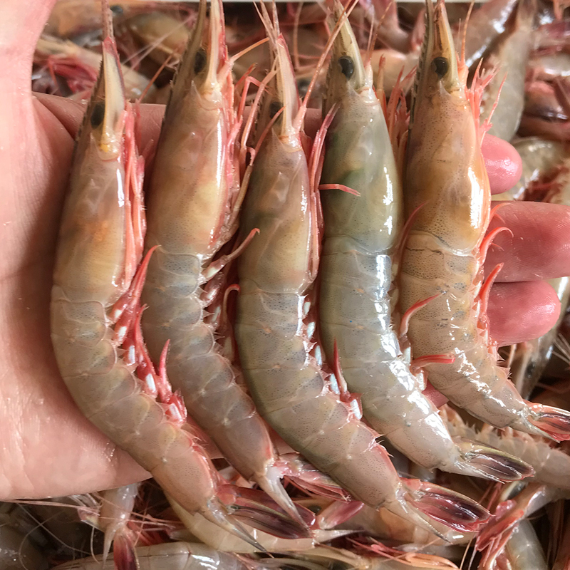 野生滑皮虾 新鲜剑虾粉壳青壳硬壳虾 舟山鲜活海鲜水产60-70个/斤