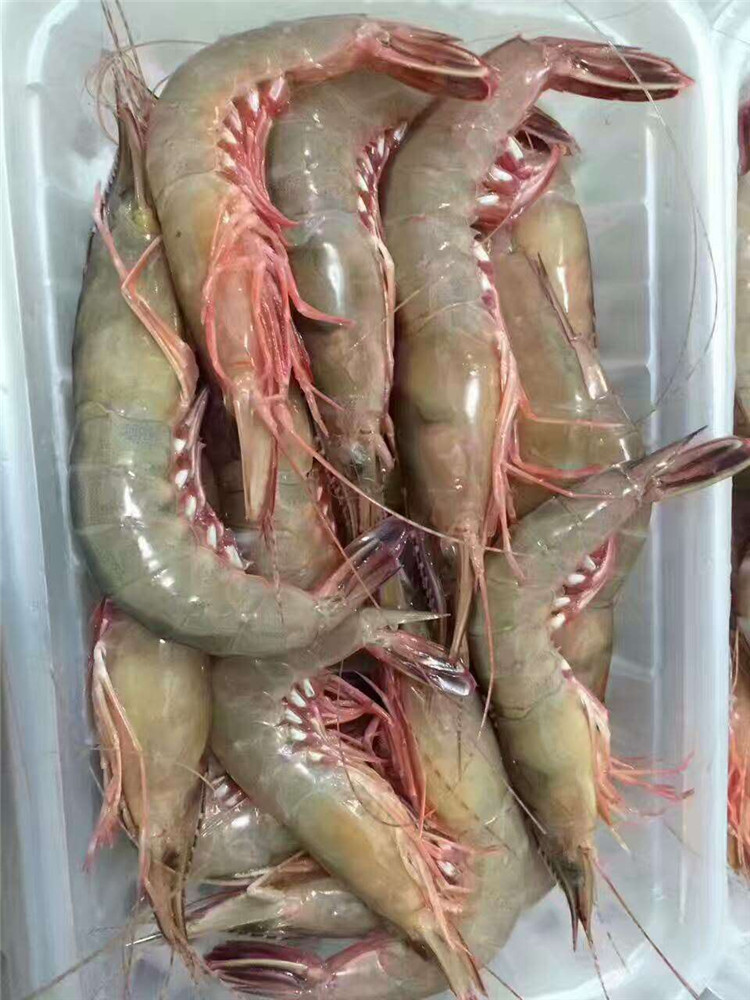 野生硬壳虾