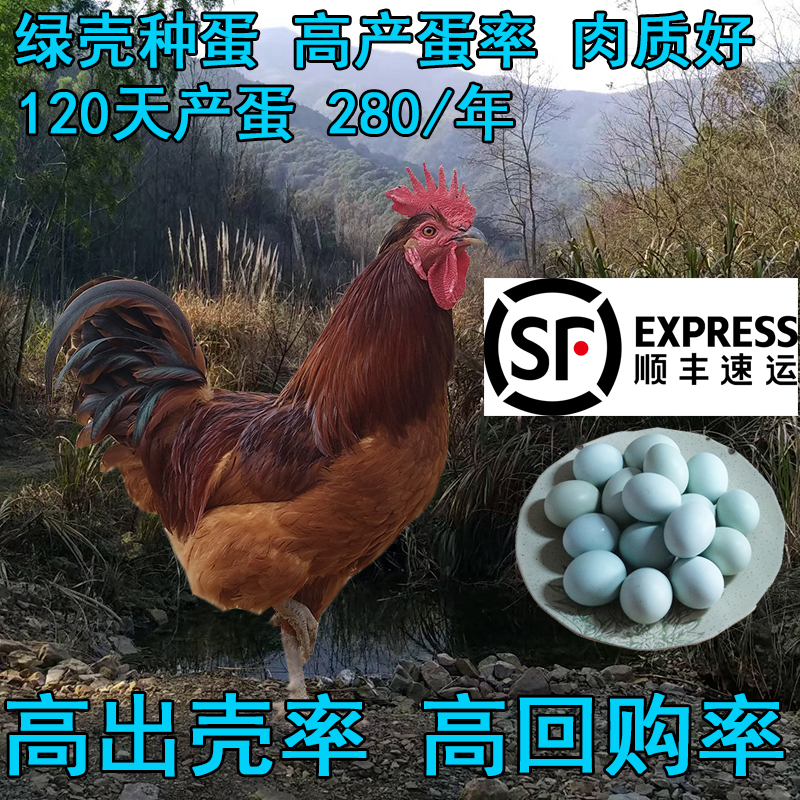 顺丰  土鸡蛋高产麻羽绿壳蛋鸡黄羽绿皮鸡蛋可孵化受精蛋的种蛋