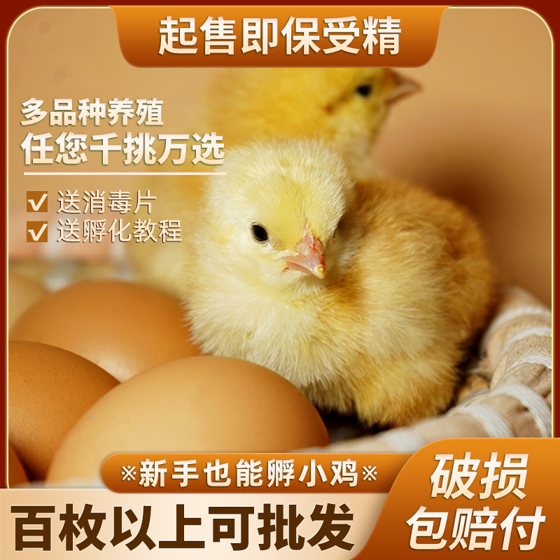 受精鸡蛋种蛋可孵化小鸡可以能孵出的土鸡五黑芦花青脚麻珍珠鸡蛋