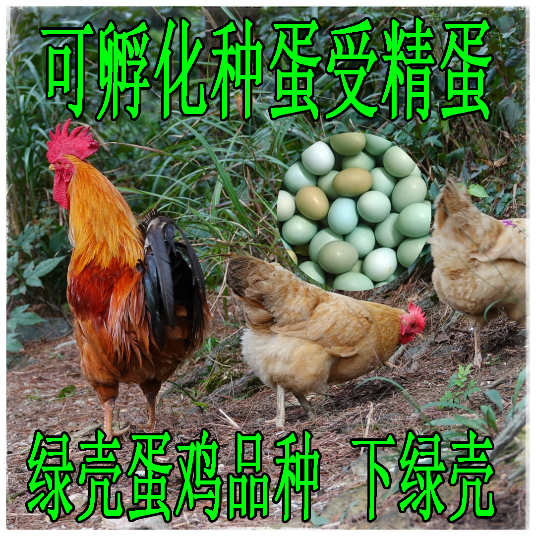 纯种高产麻羽绿壳种蛋五黑鸡绿壳种蛋可孵化绿壳受精种蛋绿壳鸡蛋