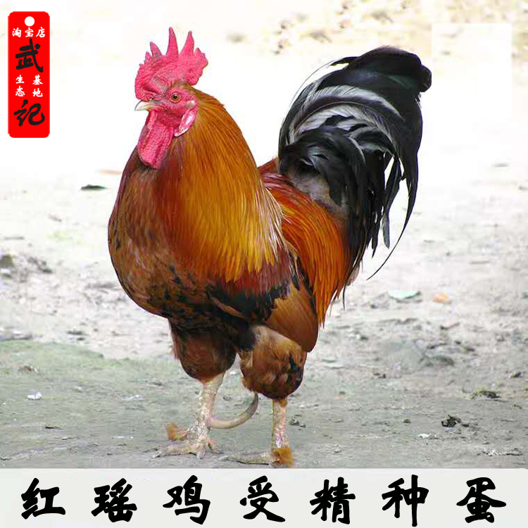 红瑶鸡种蛋可孵化土鸡柴鸡青脚土鸡高产蛋鸡雪山土鸡蛋麻柴受精蛋