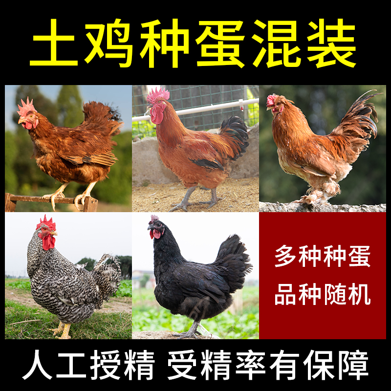 土鸡种蛋受精蛋可孵化小鸡五黑青脚麻九斤红黄芦花鸡种蛋受精鸡蛋