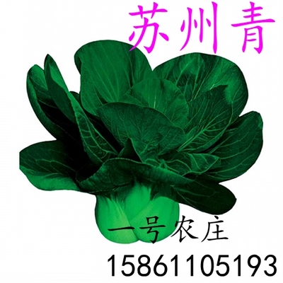 矮脚苏州青菜籽青菜种籽大全种孑大小上海菜种菜蔬菜种子四季包邮