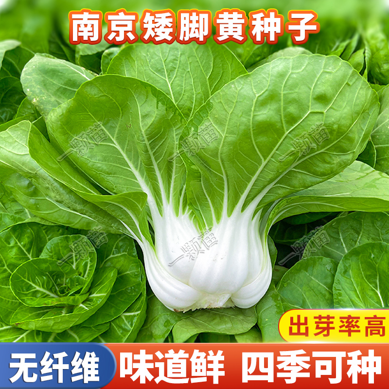 四季南京矮脚黄菜籽蔬菜籽青菜种籽大全小白菜种子奶白菜种孑阳台