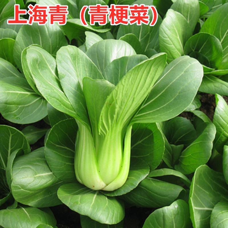 上海青苏州青种子矮脚青梗菜种籽小油菜叶菜盆栽蔬菜高产四季