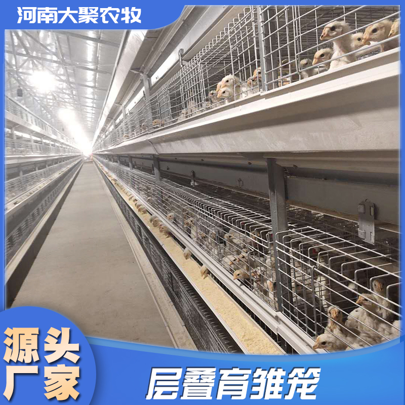 育雏笼全自动设备层叠阶梯家用蛋鸡笼养殖场专用笼公鸡自动化鸡笼