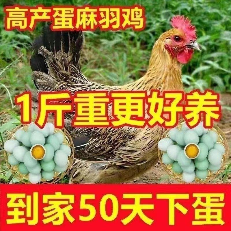 一斤左右麻羽绿壳蛋鸡高产蛋王鸡苗蛋鸡土鸡笨鸡农家散养青年鸡