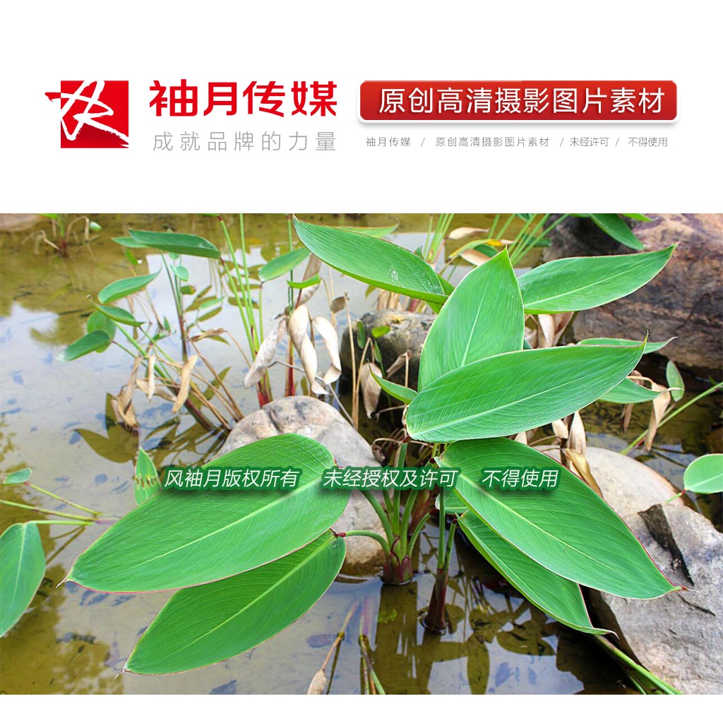 2张再力花叶株特写高清摄影图片水生植物水竹芋绿叶高清图片素材