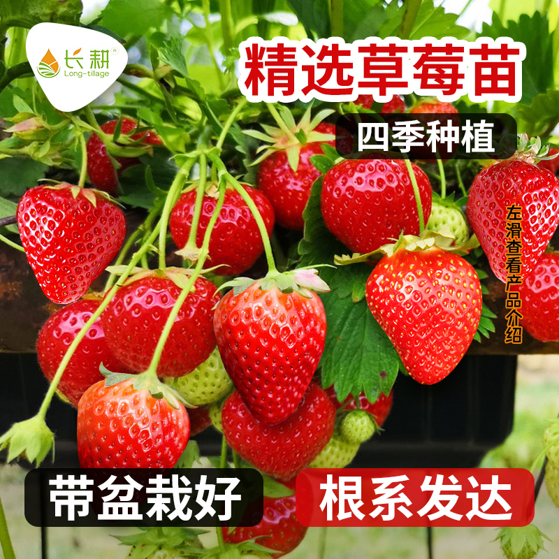奶油草莓苗四季盆栽食用草莓种子春秋阳台易种草莓苗水果种孑秧苗