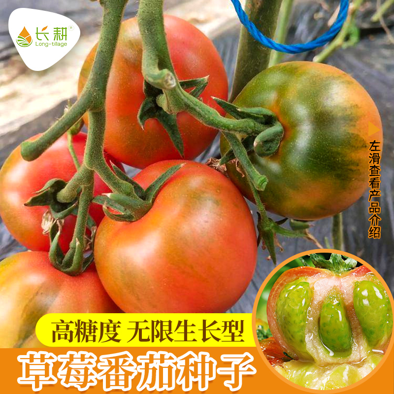 水果番茄种子草莓柿子种籽铁皮大西红柿苗四季播阳台盆栽蔬菜种孑