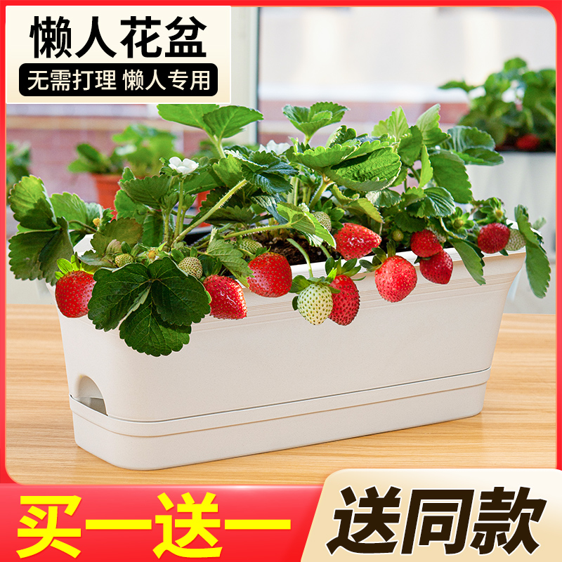 懒人花盆草莓专用盆自吸水菜盆阳台种花神器种植箱塑料长盆免浇水