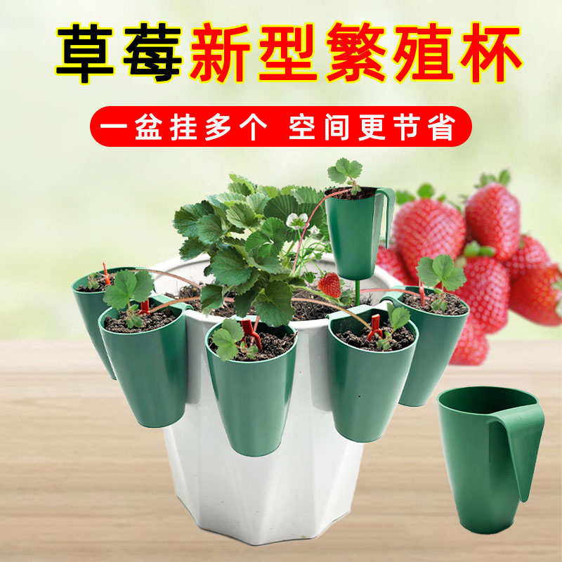 草莓匍匐茎繁殖杯育苗盒可移栽生根器草莓盆栽种植根茎生根