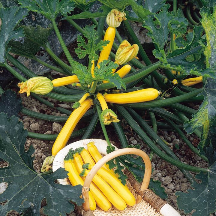 香蕉西葫芦种子黄色黄黑皮水果四季春季秋冬季高产蔬菜种孑种籽
