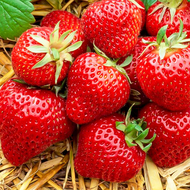 牛奶草莓种子种籽子奶油草莓种孑四季种植阳台专用食用水果蔬菜仔