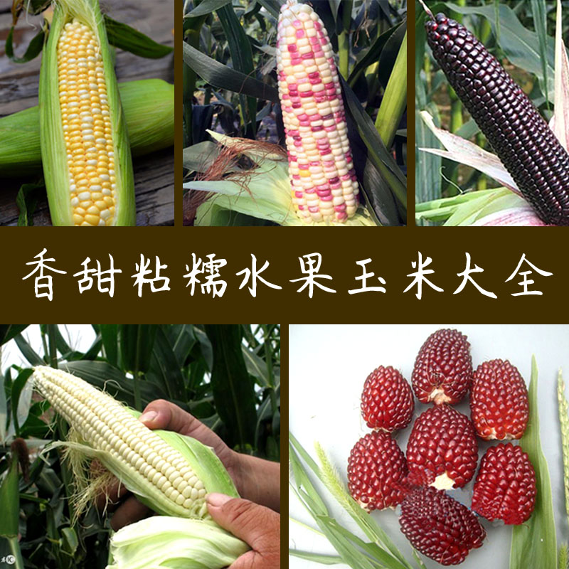 超甜水果玉米种子  冰糖牛奶白粘黑糯五彩草莓籽高产孑四季播蔬菜