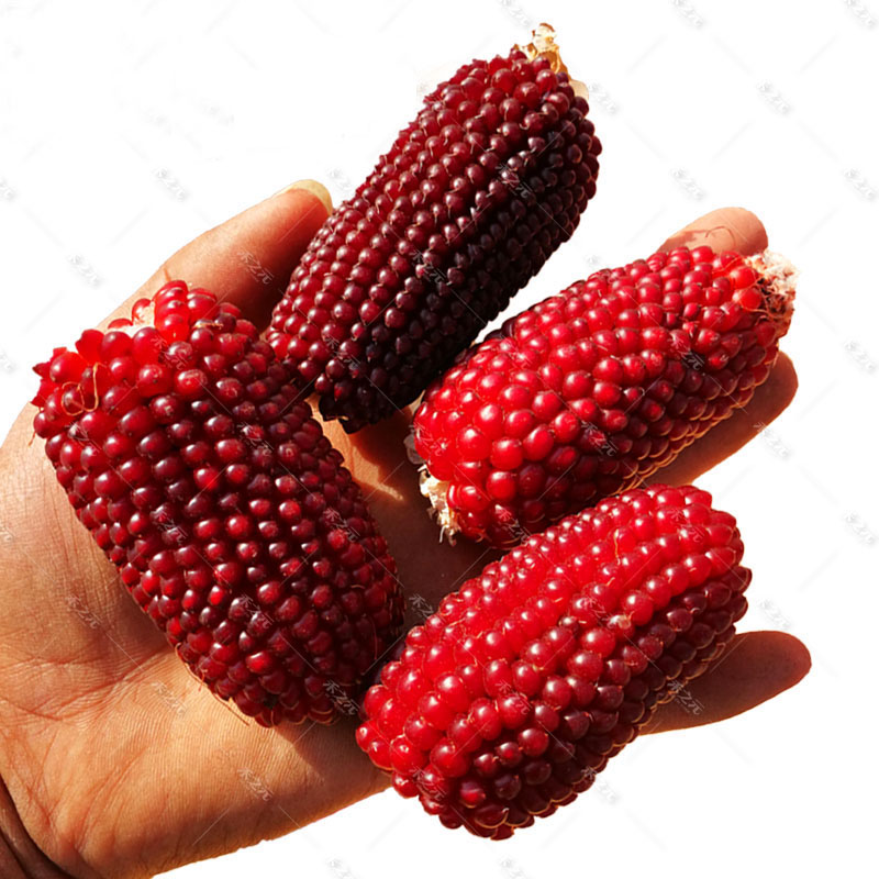 四季草莓玉米种子大全甜玉米种孑黑糯白水果玉米种籽春季牛奶甜糯