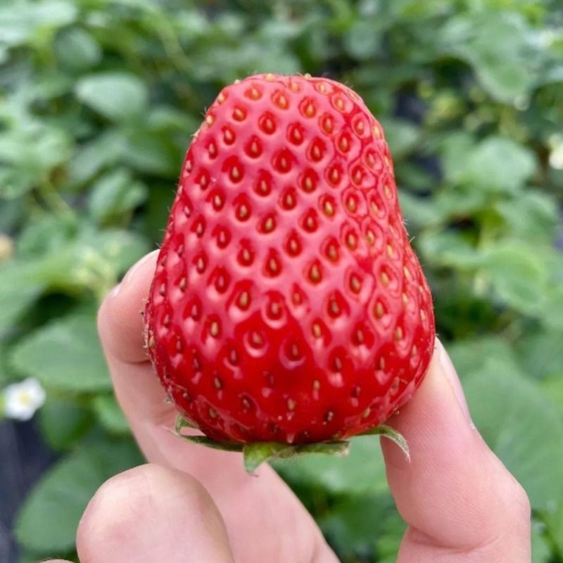 草莓种籽子水果苗四季结果蔬菜水果盆栽植物花种子籽子奶油超甜