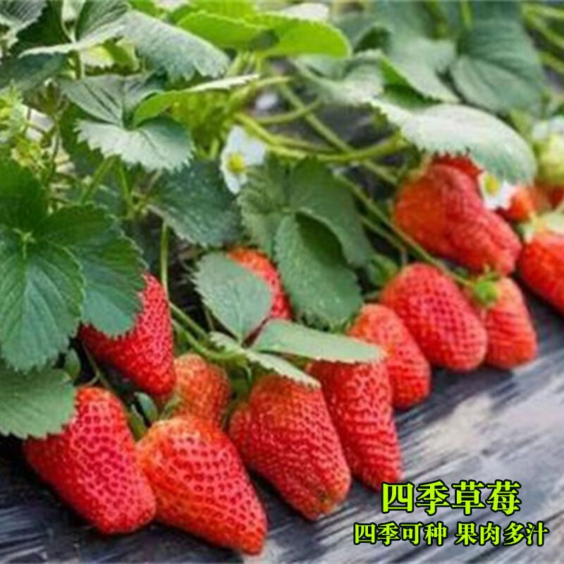 四季红草莓种子水果草莓种籽四季田园阳台盆栽易发芽新鲜奶油草莓
