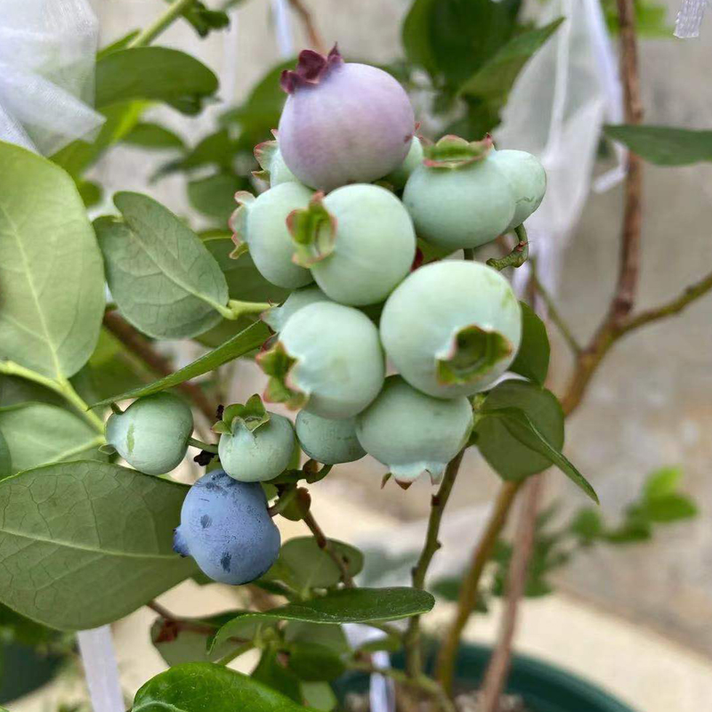 草莓种子蓝莓种子蓝莓树苗种子树莓种子种苗盆栽地栽蓝梅树果树.