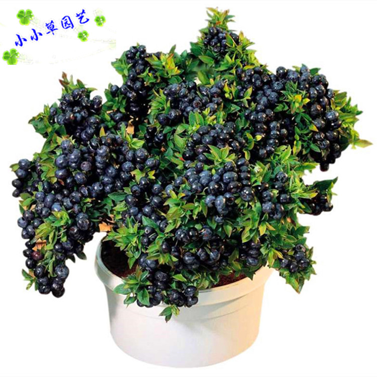 水果种子 高丛蓝莓灌木果实种子 矮蓝莓种子 全国可种 南方北方