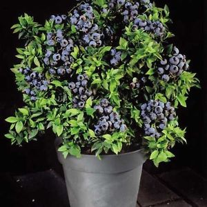 30粒 高丛蓝莓灌木果实种子 矮蓝莓种子 全国可种 南方北方