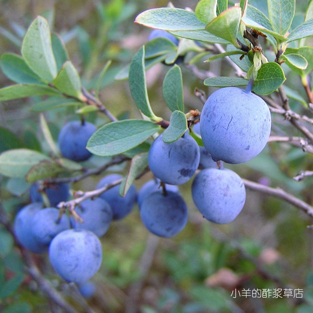 【种子】多年生 小灌木 可食用 高山蓝莓 笃斯越桔  5粒