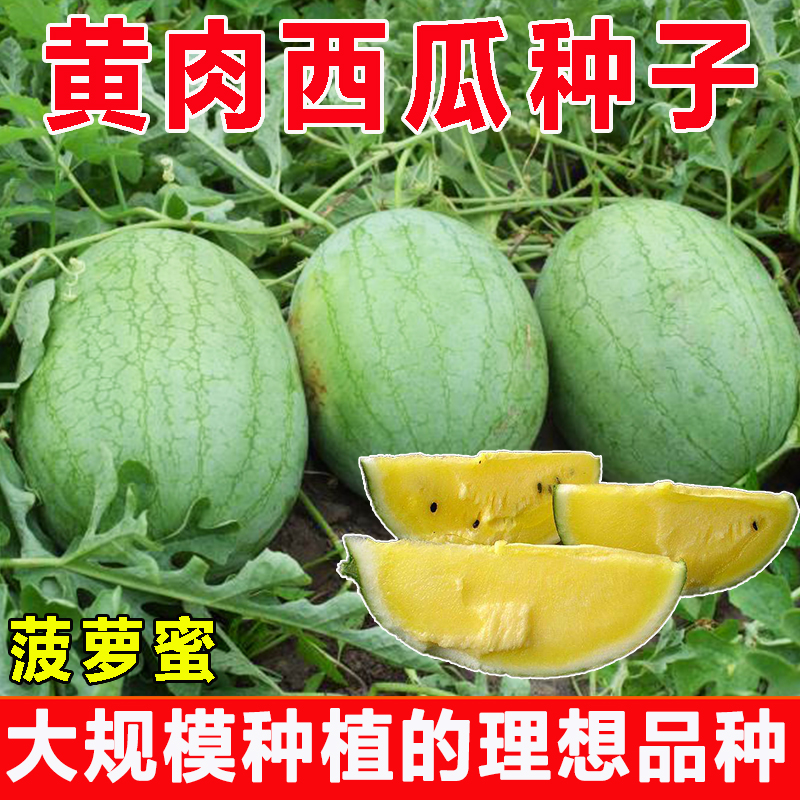黄瓤西瓜种子菠萝蜜黄心早熟薄皮香脆超甜春季四季黄肉西瓜籽种孑