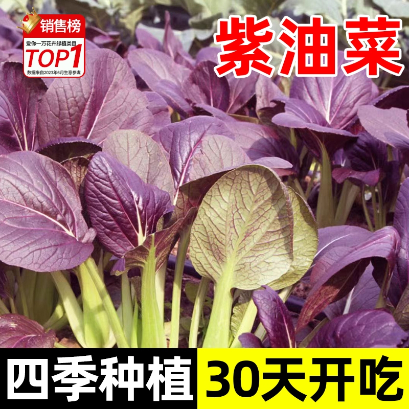 紫罗兰油菜种籽紫色红油菜种孑 小青菜四季菜园种植秋后蔬菜种子