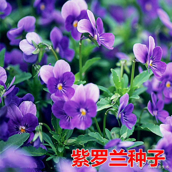 紫罗兰种子多年 室内阳台盆栽易活易种庭院波斯菊花种子花子孑
