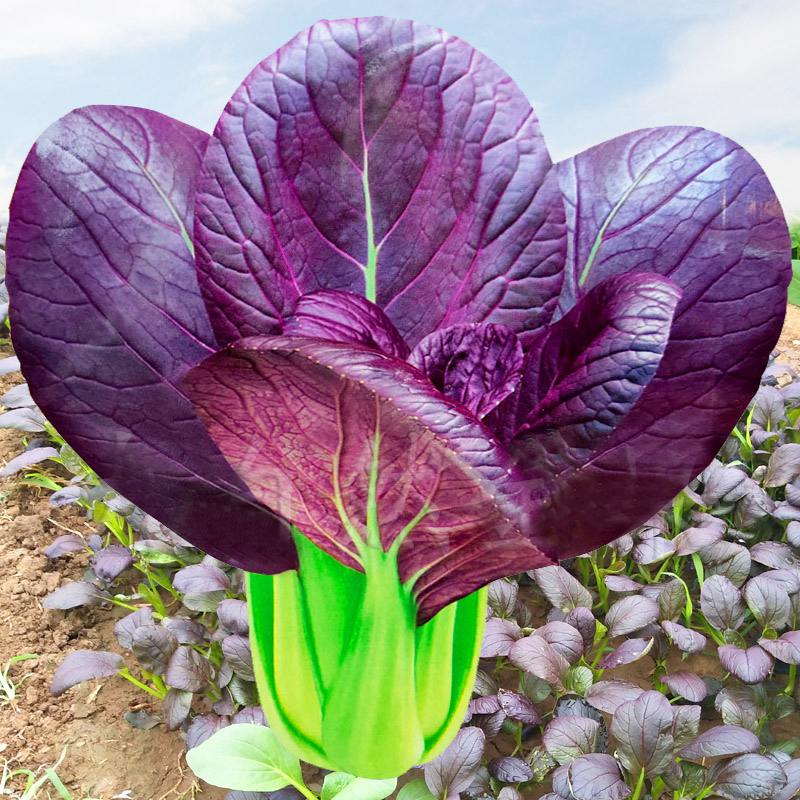 紫罗兰油菜种籽紫色红油菜种孑 小青菜四季菜园种植秋后蔬菜种子
