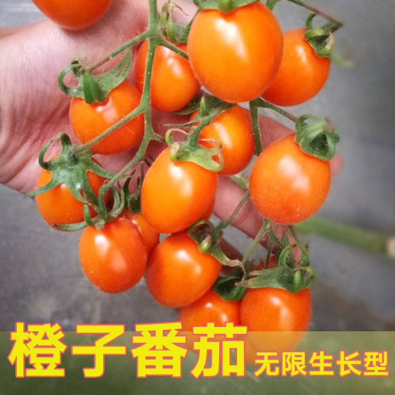 橙子樱桃番茄种子苗水果小番茄西红柿种孑春秋四季盆栽圣女果种苗