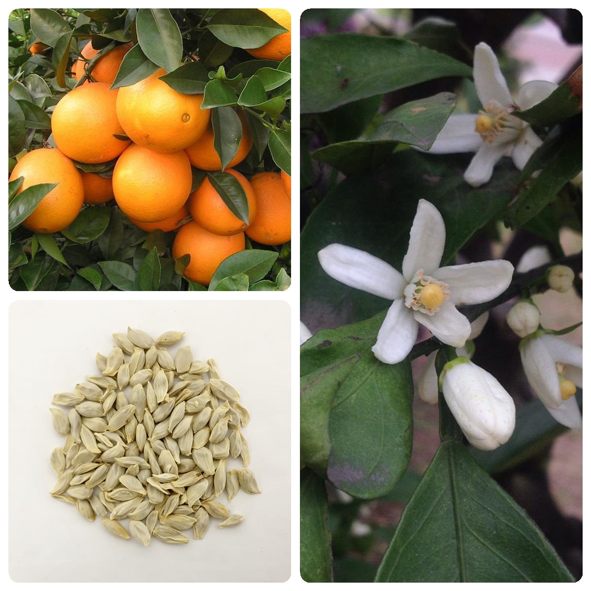 橙子种子果树种子多年生林木种子金环黄果柑子柳丁种子橙子树种子