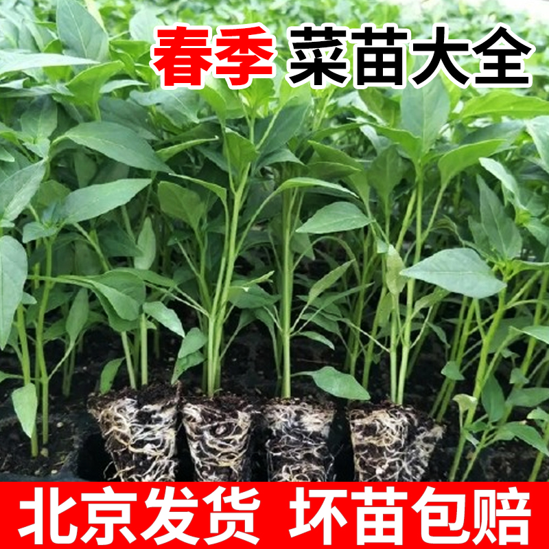 北京春季蔬菜苗幼苗西红柿番茄苗黄瓜苗辣椒苗茄子苗西瓜苗草莓苗