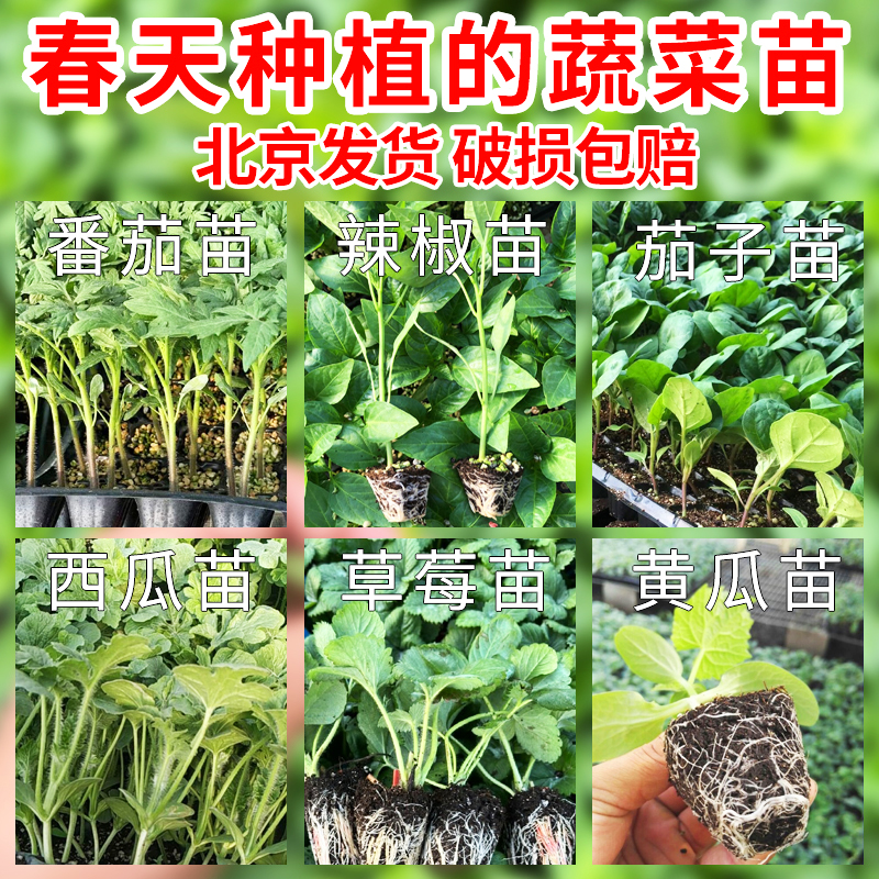 北京春季蔬菜苗幼苗西红柿番茄苗黄瓜苗辣椒苗茄子苗西瓜苗草莓苗