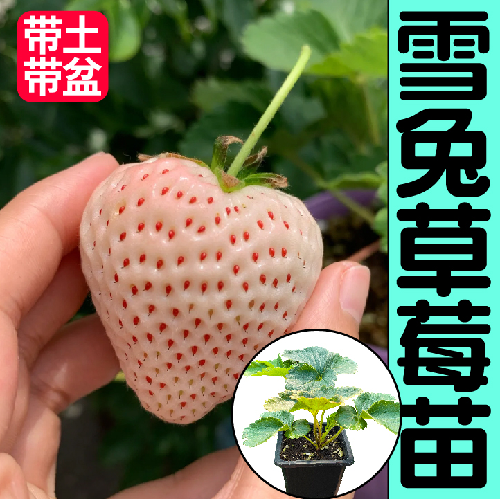 草莓幼苗