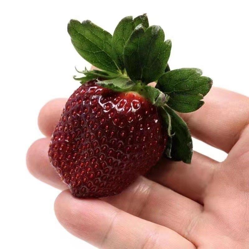 大凉山真红美铃黑珍珠草莓秧苗幼苗对版当年新苗草莓带土球盆栽