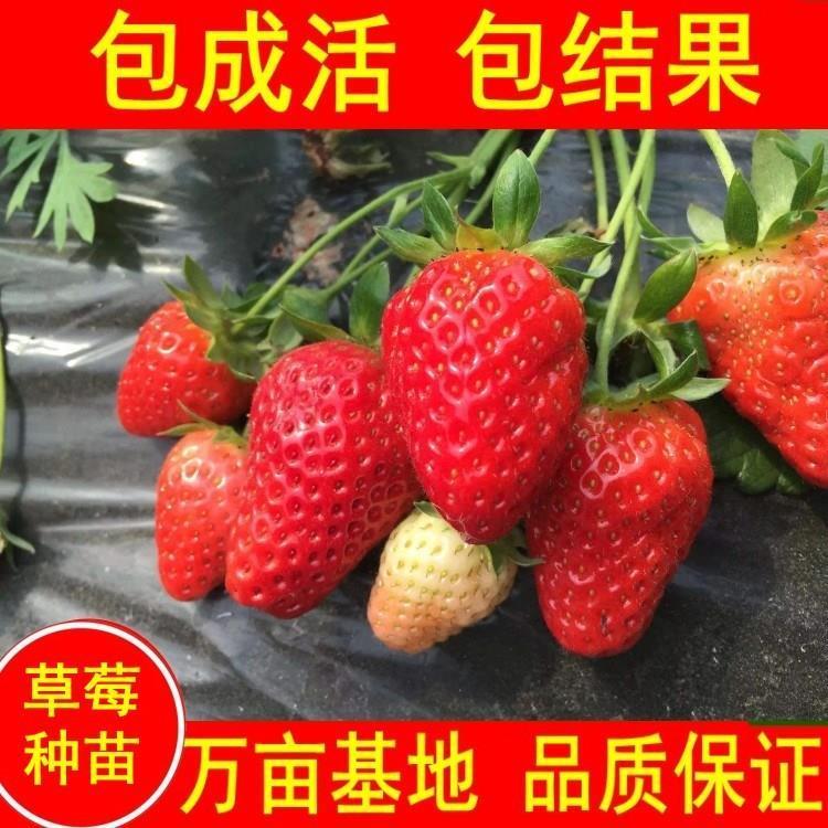 草莓苗四季牛奶章姬奶油带土丹东99盆栽红颜阳台种植大棚食用幼苗