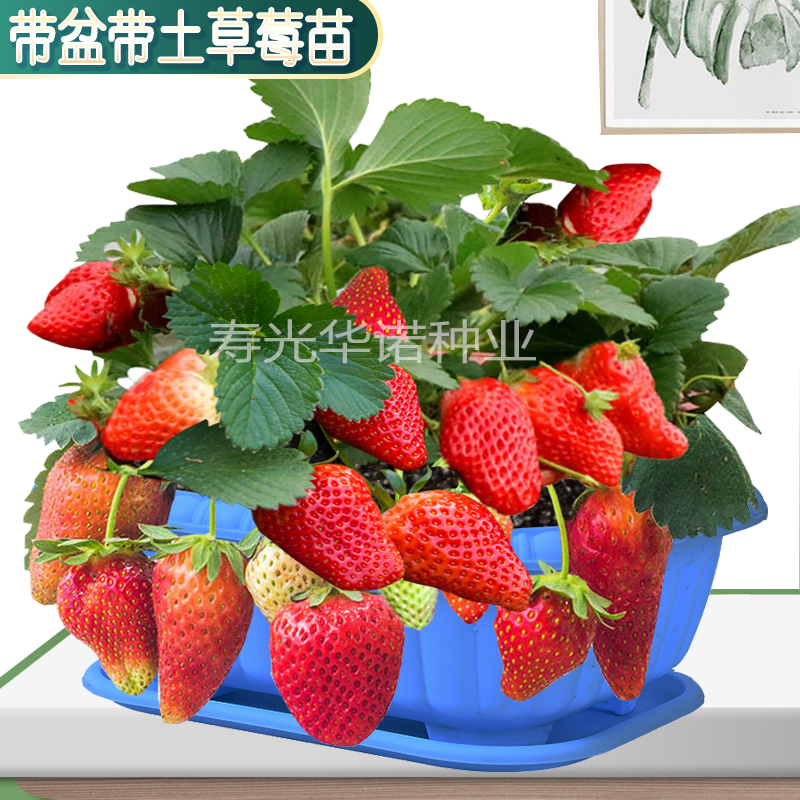 奶油草莓苗水果白红草莓籽红莓带土带盆蔬菜种苗盆栽草莓幼苗四季