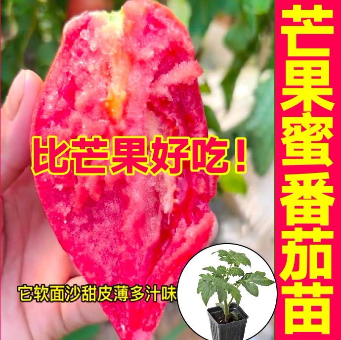 寿光沙瓤超甜红芒果蜜番茄苗秧带土球黄芒果蜜西红柿种子四季盆栽