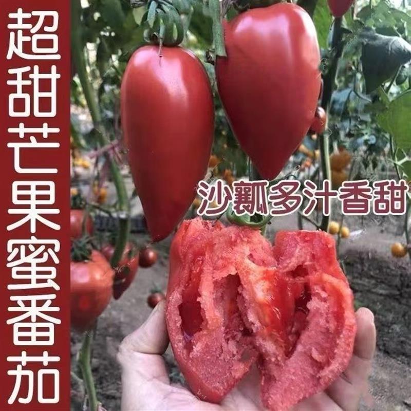芒果蜜番茄种子超甜水果沙瓤西红柿种籽春秋季四季阳台盆栽蔬菜孑