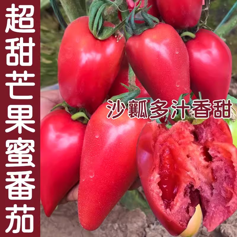 芒果蜜番茄种子超甜水果沙瓤西红柿种籽春秋季四季阳台盆栽蔬菜孑