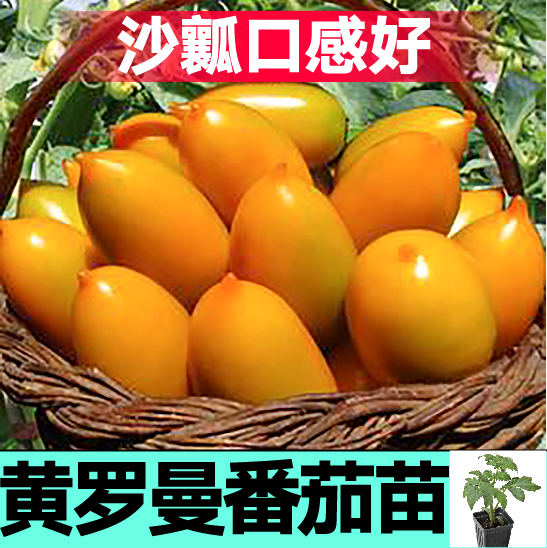 沙瓤黄罗曼番茄秧苗四季高产黄芒果蜜西红柿种子四季盆栽蔬菜苗籽