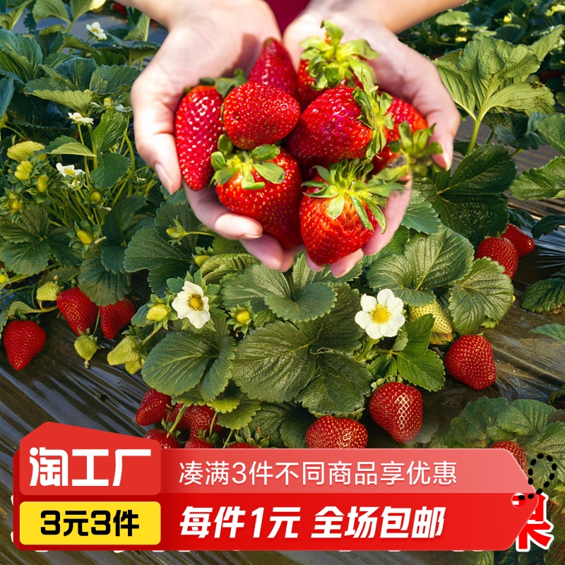四季草莓种子500粒