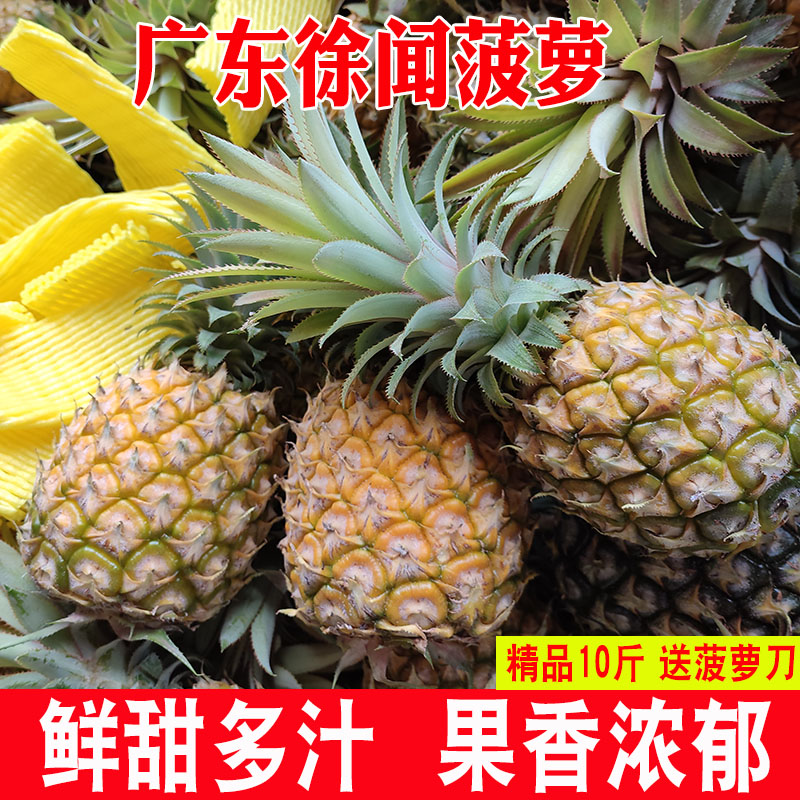 广东徐闻菠萝水果10斤当季香水菠萝新鲜凤梨湛江小菠萝非云南整箱