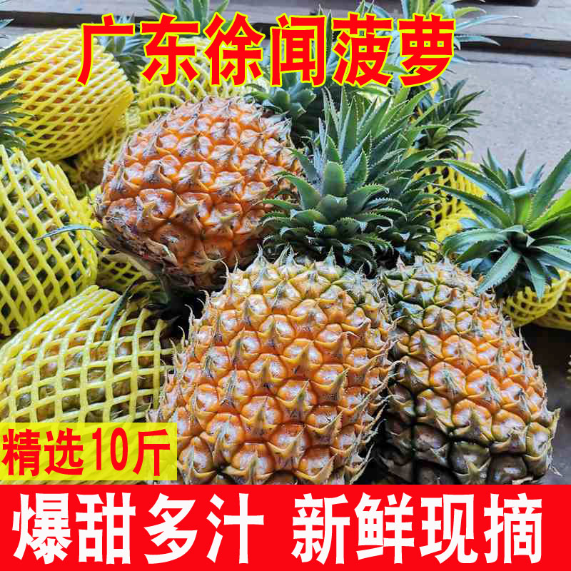 广东湛江徐闻香水菠萝水果10斤装当季菠萝新鲜凤梨香脆小菠萝整箱